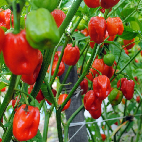 Spice Pepper Aji Dulce 95b8ee67c37fd7297ab82d657fe648b8 (1)